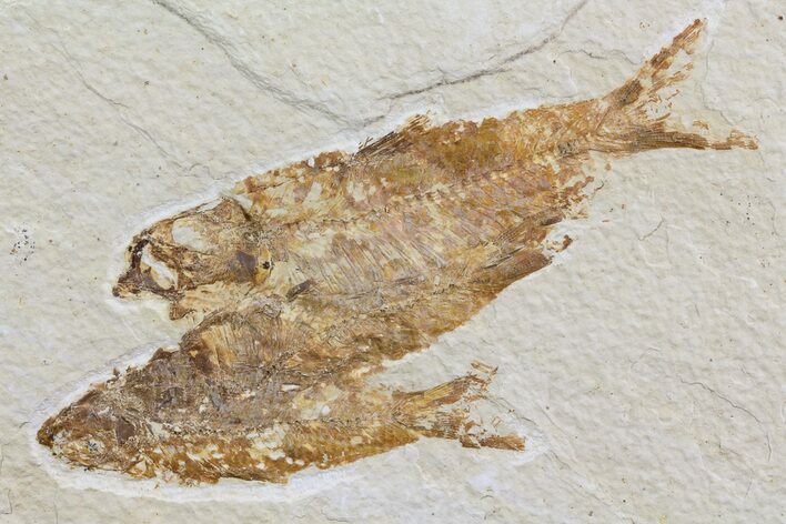 Multiple Knightia Fossil Fish - Wyoming #74133